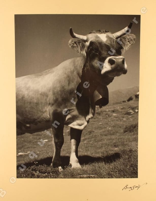 La Vache.. BRASSAÏ (Gyula Halász, dit).