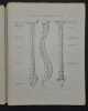 Anatomie artistique. Description des formes extérieures du corps humain au repos & dans les principaux mouvements [2 volumes]. [Anatomie artistique] ...