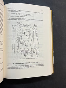 Les Copépodes des eaux continentales