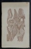 Histoires. Dessins de Mayo. PRéVERT, Jacques ; VERDET, André