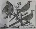 Ornithologie ou Méthode contenant la division des oiseaux en ordres, sections, genres, espèces & leurs variétés.... BRISSON, Mathurin Jacques