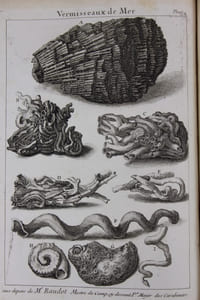 L'histoire naturelle éclaircie dans une de ses parties principales, la conchyliologie, qui traite des coquillages de mer, de riviere et de terre ; ouvrage dans lequel on trouve une nouvelle méthode latine & françoise de les diviser : augmenté de la zoomorphose. Ou représentation des animaux a coquilles, avec leurs explications. Nouvelle edition enrichie de figures dessinées d'après nature. Par M*** des Sociétés royales des sciences de Londres & de Montpellier