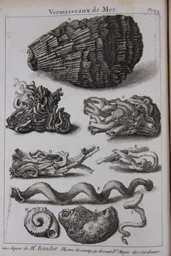 L'histoire naturelle éclaircie dans une de ses parties principales, la conchyliologie, qui traite des coquillages de mer, de riviere et de terre ; ...