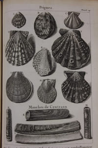 L'histoire naturelle éclaircie dans une de ses parties principales, la conchyliologie, qui traite des coquillages de mer, de riviere et de terre ; ouvrage dans lequel on trouve une nouvelle méthode latine & françoise de les diviser : augmenté de la zoomorphose. Ou représentation des animaux a coquilles, avec leurs explications. Nouvelle edition enrichie de figures dessinées d'après nature. Par M*** des Sociétés royales des sciences de Londres & de Montpellier