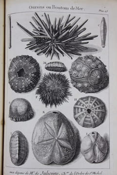 L'histoire naturelle éclaircie dans une de ses parties principales, la conchyliologie, qui traite des coquillages de mer, de riviere et de terre ; ...
