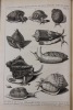De la zoomorphose. Ou représentation des animaux a coquilles, avec leurs explications.. Dezallier d'Argenville, Antoine-Joseph]