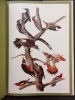 Audubon et Les Oiseaux d'Amérique . Etchécopar R. D.