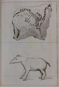 Recueil de 611 gravures légendées