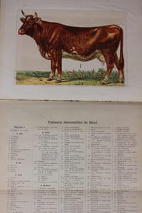 Le livre d'or de la santé des animaux domestiques. Memento pratique de zootechnie et d'hygiène des animaux domestiques permettant de reconnaître et de traiter soi-même les maladies les plus communes