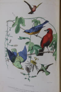 Le jardin des plantes. Description et moeurs des mammifères de la ménagerie et du Museum d'histoire naturelle.