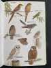 Collins Field Guide to the Birds of New Zealand . Falla (R.A) ; Sibson (R.B) ; Turbott (E.G) ; Power Elane (illustration)