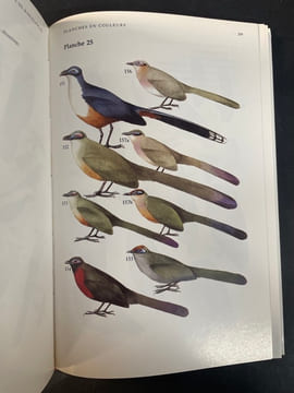 Guide Des Oiseaux De Madagascar. Langrand (Olivier) ; Bretagnolle (Vincent)