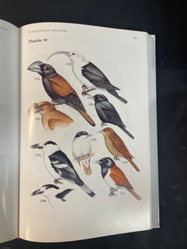 Guide Des Oiseaux De Madagascar. Langrand (Olivier) ; Bretagnolle (Vincent)