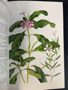 Plantes médicinales de Madagascar