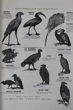 Faune et chasse en Afrique occidentale française. Guide du tourisme de la nature vivante. Croquis de Lucien Blancou. Roure (Georges)