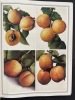 Les plus beaux fruits de France d’hier et d’aujourd’hui. Delbard Georges