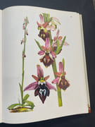 Les orchidées sauvage de France et d’Europe par Landwehr J - Image 2