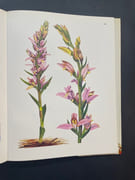 Les orchidées sauvage de France et d’Europe par Landwehr J - Image 3