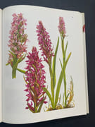Les orchidées sauvage de France et d’Europe par Landwehr J - Image 4