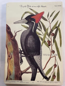 Recueil des divers oiseaux étrangers et peu communs: qui se trouvent dans les ouvrages de Messieur Catesby representés en taille douce et exactement coloriés (64 planches en couleurs)