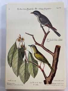 Recueil des divers oiseaux étrangers et peu communs: qui se trouvent dans les ouvrages de Messieur Catesby representés en taille douce et exactement coloriés (64 planches en couleurs)