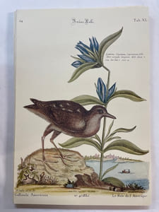 Recueil des divers oiseaux étrangers et peu communs: qui se trouvent dans les ouvrages de Messieur Catesby representés en taille douce et exactement coloriés (64 planches en couleurs)