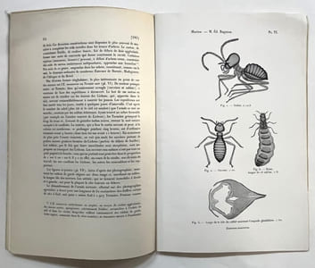 La biologie des termites de Ceylan. (Extrait du "Bulletin du Muséum d’Histoire naturelle", 1914, n° 4)