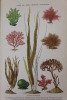 Historia natural. Botanica con inclusion de la Geografia Botanica. Tomes 1, 3 & 4 (sur 4) [tome VIII,  X & XI de Historia naturel]. [Botanique] Buen ...