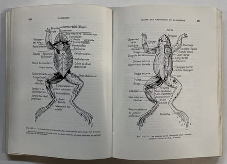 Biologie animale. Zoologie [2 volumes]. Avant-propos de M. Albert Obré. Préface de M. F. Campan. BOUé, Henry ; CHANTON, Robert