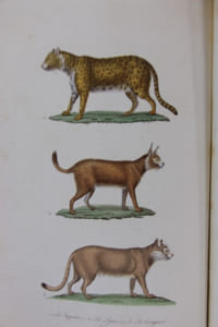 Oeuvres complètes suivies de la classification comparée de Cuvier, Lesson etc. Nouvelle édition revue par M. Richard.