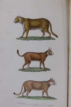 Oeuvres complètes suivies de la classification comparée de Cuvier, Lesson etc. Nouvelle édition revue par M. Richard.. Buffon (Georges-Louis Leclerc, ...