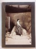 Giorgio Armani. Collezione Autunno Inverno 1989-90. . Testo di Oreste del Buono. 