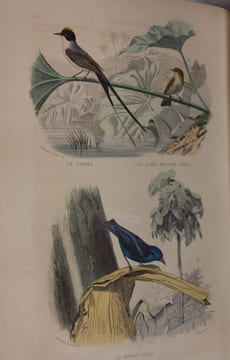 Oeuvres complètes avec des extraits de Daubenton et la classification de Cuvier.. Buffon (Georges-Louis Leclerc, Cte de)