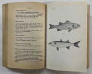 Les Poissons, Crustacés, Coquillages ; les Oeufs : leur préparation culinaire. 3e édition revue et augmentée par Michel Bouzy, chef de cuisine par BOUZY, Michel - Image 5