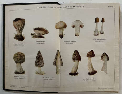 Guide pratique pour la recherche de 60 champignons comestibles : Choisis parmi les meilleurs et les plus faciles à déterminer avec certitude . 8e ...