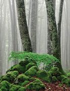 La Vie secrète des arbres - Édition illustrée par Wohlleben  Peter  - Image 3