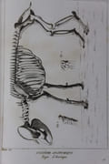  Recueil des planches du systeme anatomique, faisant partie de l'Encyclopedie Methodique par ordre de matieres par Encyclopédie méthodique - Image 3