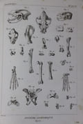  Recueil des planches du systeme anatomique, faisant partie de l'Encyclopedie Methodique par ordre de matieres par Encyclopédie méthodique - Image 4
