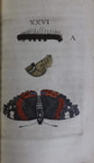 Metamorphoses naturelles ou Histoire des insectes observée très-exactement suivant leur nature & leurs proprietez. Avec les figures en taille-douce gravées d'après nature par Goedart, Jean (Johannes Goedaert) - Image 3