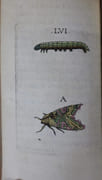Metamorphoses naturelles ou Histoire des insectes observée très-exactement suivant leur nature & leurs proprietez. Avec les figures en taille-douce gravées d'après nature par Goedart, Jean (Johannes Goedaert) - Image 4