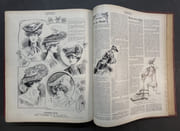 Fémina : la revue idéale de la femme et de la jeune fille [3e Année. 1er Janvier 1903 N° 47 - 1er Décembre 1903 N° 70] [2 volumes] par  - Image 18