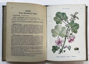 Les Plantes médicinales par EBERHARDT, Philippe - Image 4