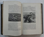 Les Oiseaux. 4e édition par FIGUIER, Louis - Image 6