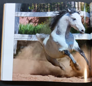  Elbarb; Cheval asturien (البارب حصان أسطوري)  par Koubins yve (إيف كوبنسذ) : Abderrahman kadri (عبدالرحمان قادري) - Image 4