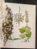 LA GRANDE FLORE EN COULEURS DE GASTON BONNIER France, Suisse, Belgique et pays voisins complet 3 Volumes + Index . Gaston Bonnier (Auteur) ; Robert ...