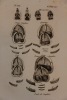 Traité Général des chasses à courre et à tir, contenant des principes sûrs pour la propagation du gibier, et la destruction des animaux nuisibles ; un ...