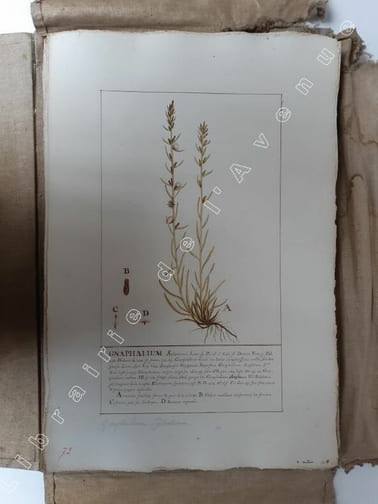 [Herbier de 192 planches dessinées et aquarellées représentant des fleurs et plantes de France]