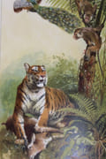La Vie dans la nature. Histoire naturelle pour tous. par Coupin (Henri) - Image 2