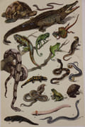 La Vie dans la nature. Histoire naturelle pour tous. par Coupin (Henri) - Image 4