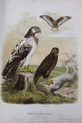 Die Raubvogel deutschlands und angenzenden Mitteleuropas [Les oiseaux de proie en Allemagne et les pays voisins d'Europe centrale] par Riesenthal (Oskar von) - Image 3